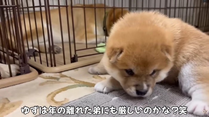 「びっくりしたよ~」