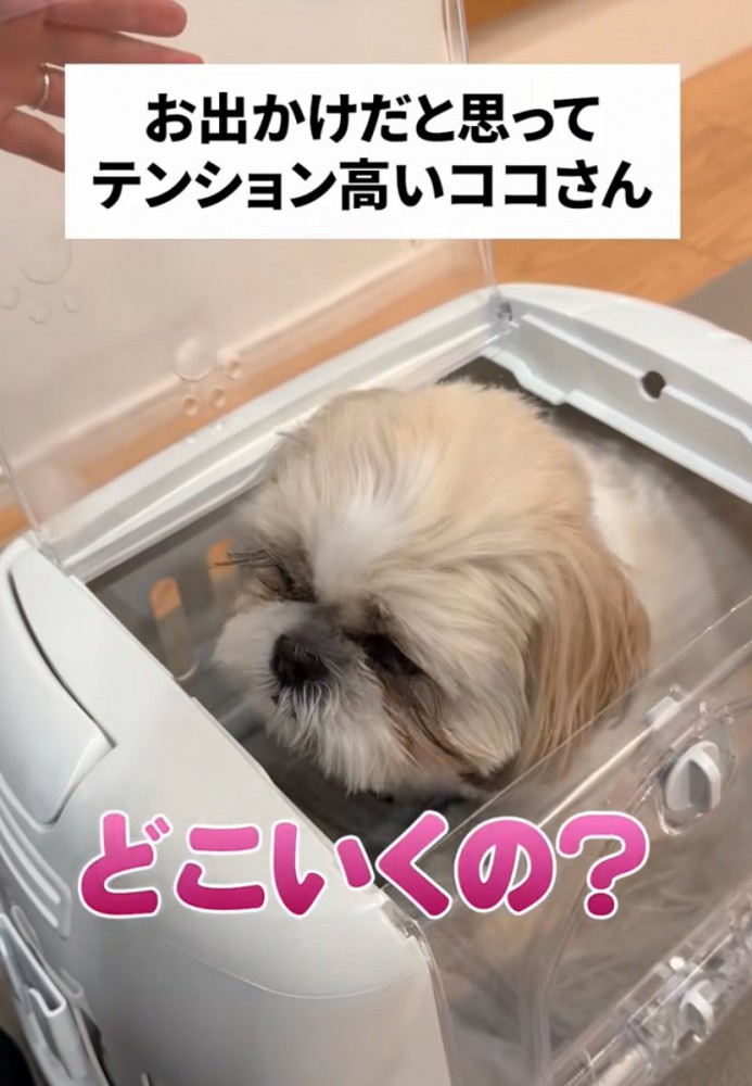 キャリーケースに入る犬