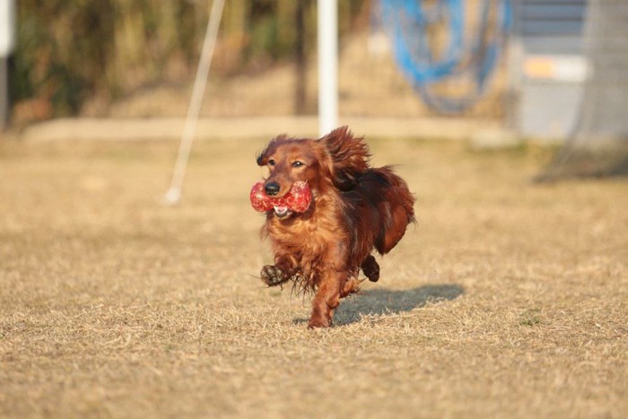 おもちゃを咥えて走るダックスフンド