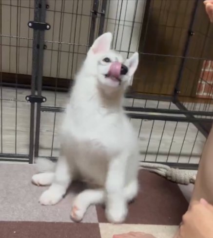 ハスキー