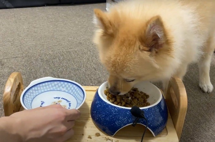 餌を食べる犬