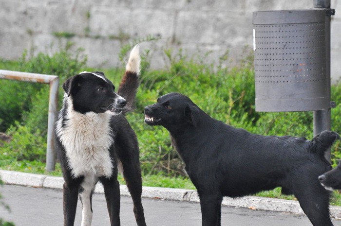 威嚇する犬