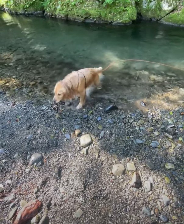 水から出てきた犬