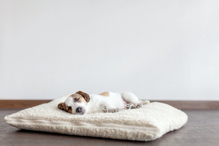 クッションの上で横向きで眠る犬