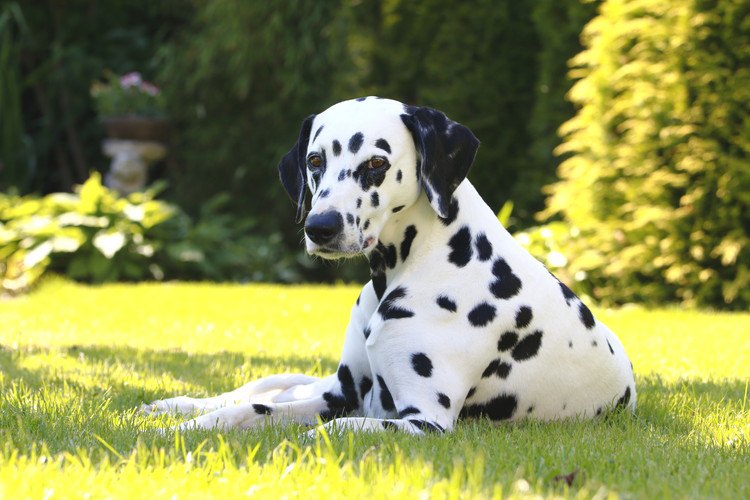 飼い主さんと犬