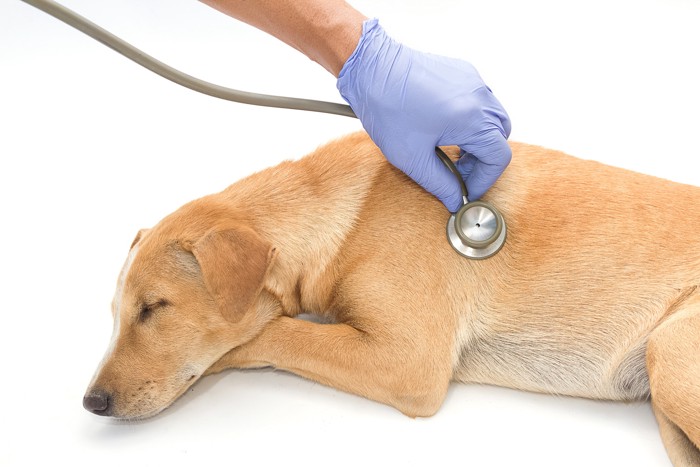 獣医師に聴診されながら伏せる体調が悪そうな犬