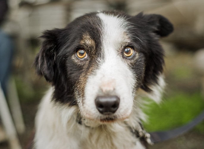 正面を見る白黒の犬