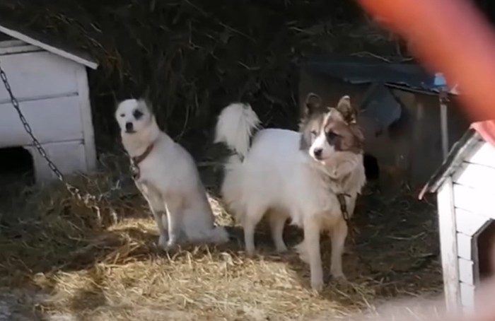 2頭の犬