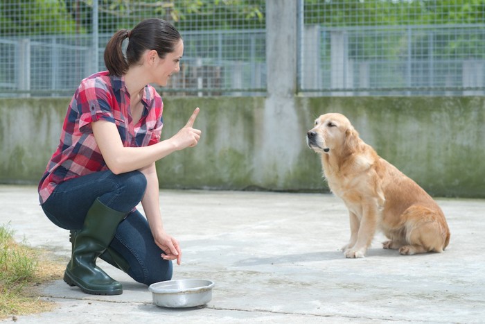 ご飯を待つよう指示されている犬