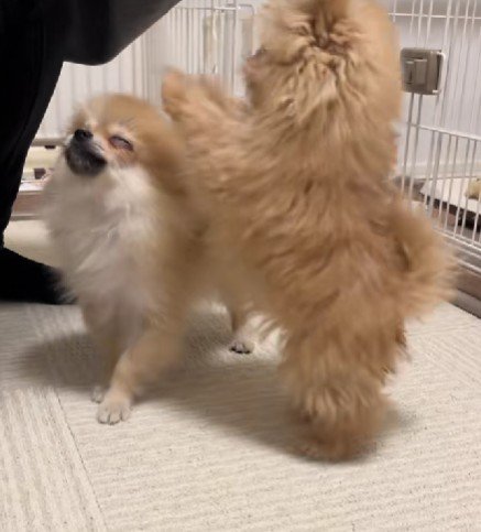 邪魔をしてしまうことも…