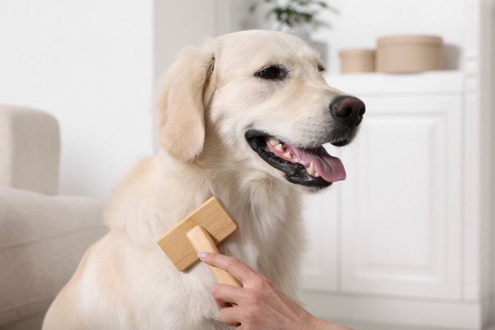 ブラッシングされている犬