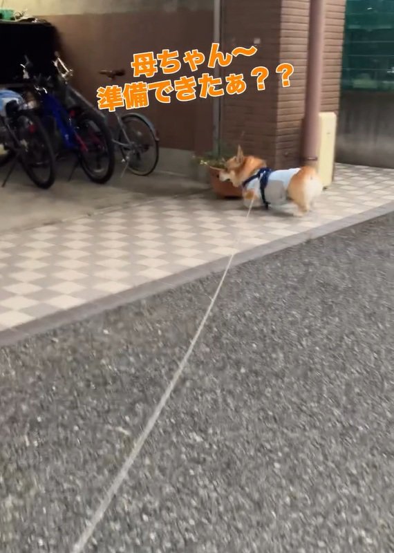 お母さんを探すジノくん