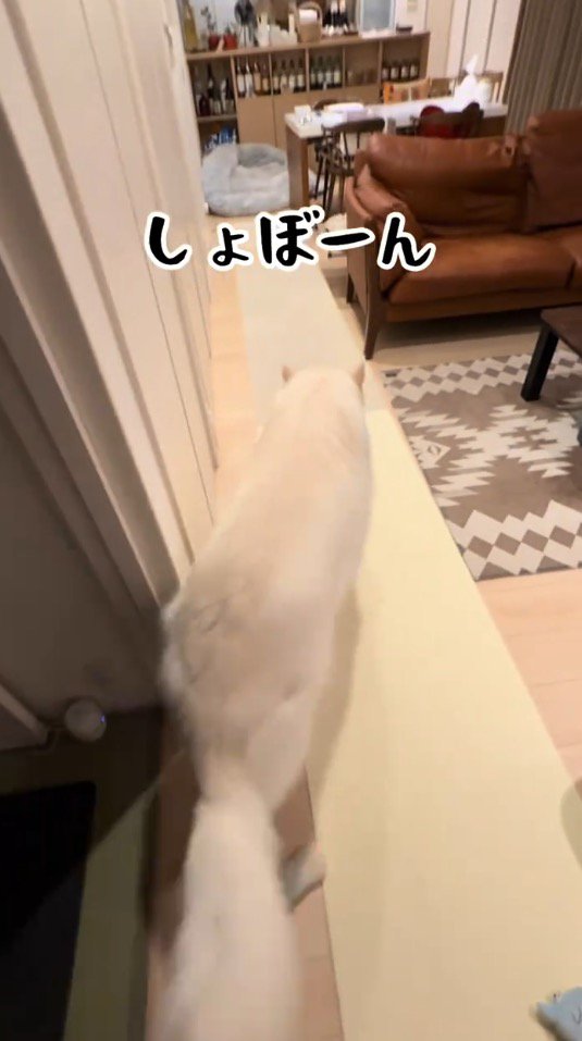 しっぽを垂らして部屋の奥へと歩いていく犬