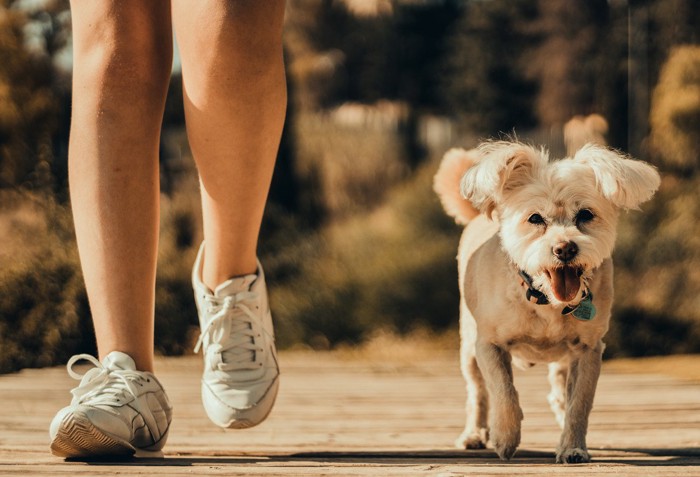 ノーリードで歩く犬