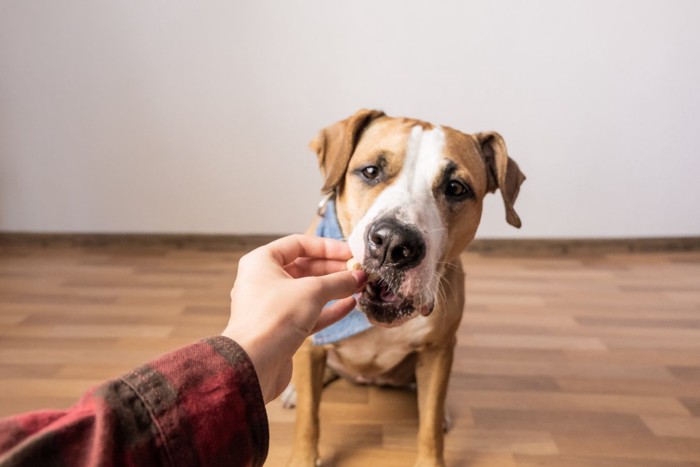 犬にトリーツを与えている女性の手