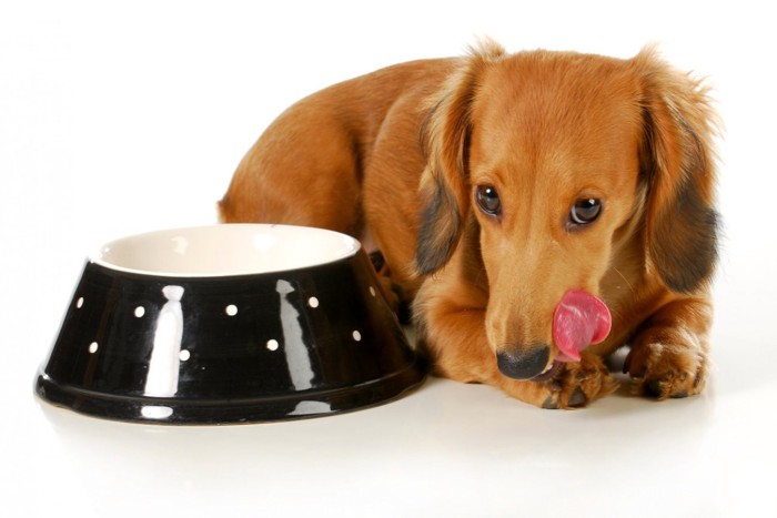 犬と食器