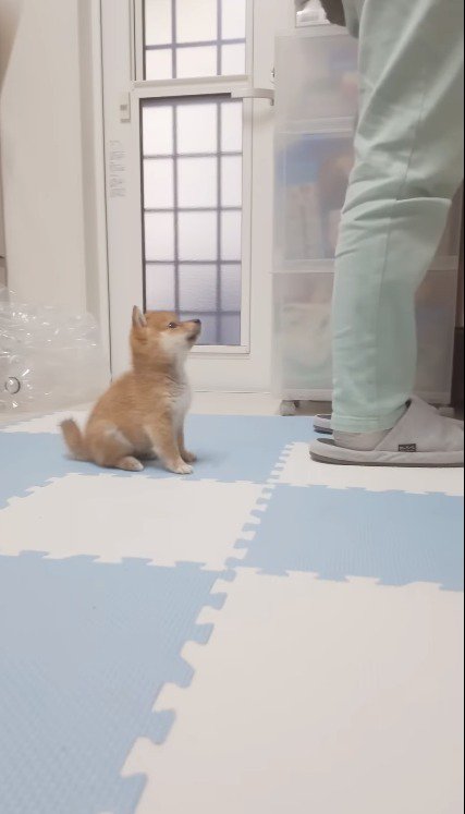 飼い主の足元でおすわりをする子犬