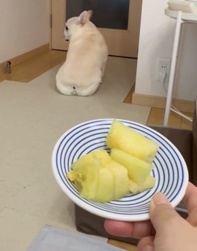メロンを前に少し振り返る犬