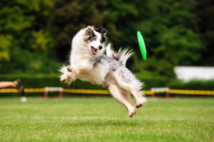 緑のフリスビーと犬