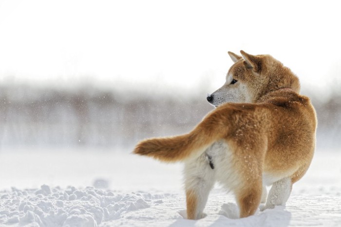 雪の中、振り返る柴犬の後ろ姿