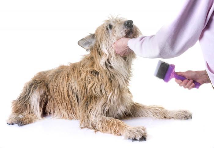 ブラッシングをされている老犬