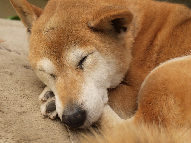 寝ている老犬