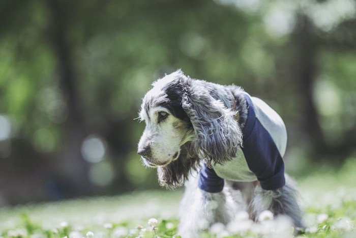 原っぱで立っている老犬