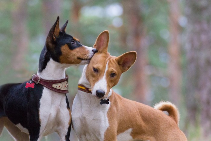 犬の耳に口元を当てる犬