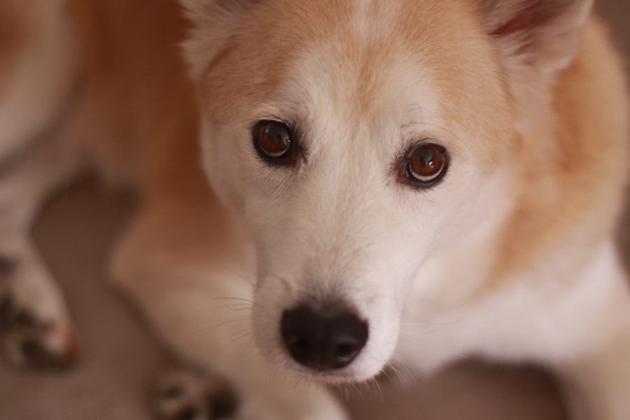 こちらを見つめる柴犬風な犬