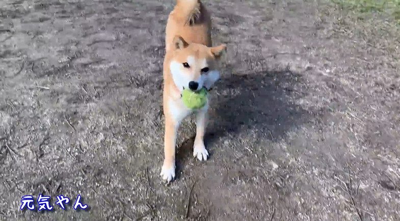 ボールを持ってくる犬