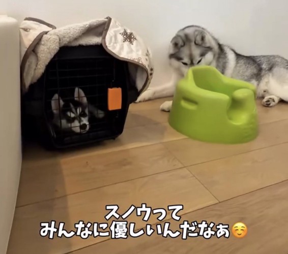 クレートのそばで休む犬