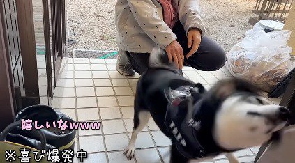 体をドリルのように震わせる犬