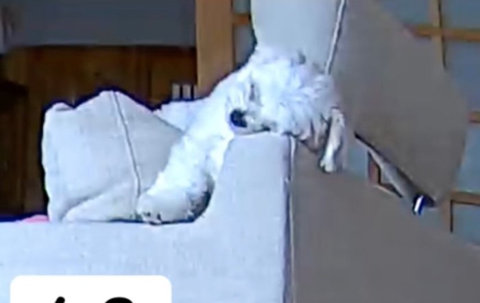 ソファの背もたれに眠る犬2