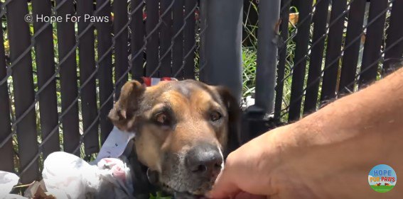 手から食べる犬