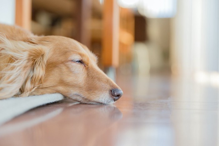 床で眠るダックスフンドの横顔