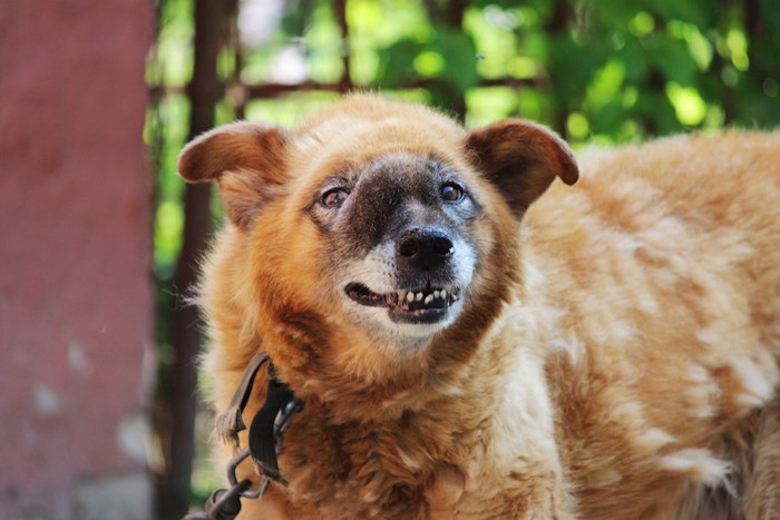 マズルにしこりのある犬