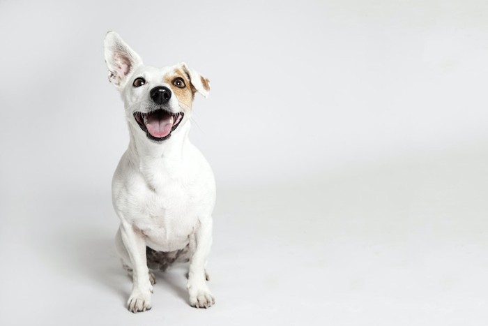 笑顔で座っている片耳が折れた犬