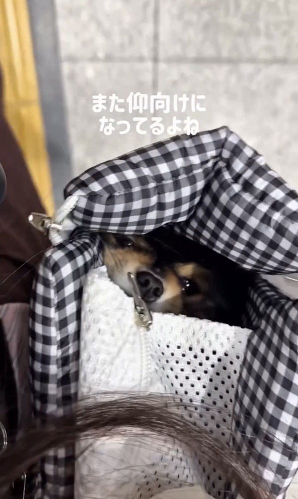 仰向けで人を見上げる犬