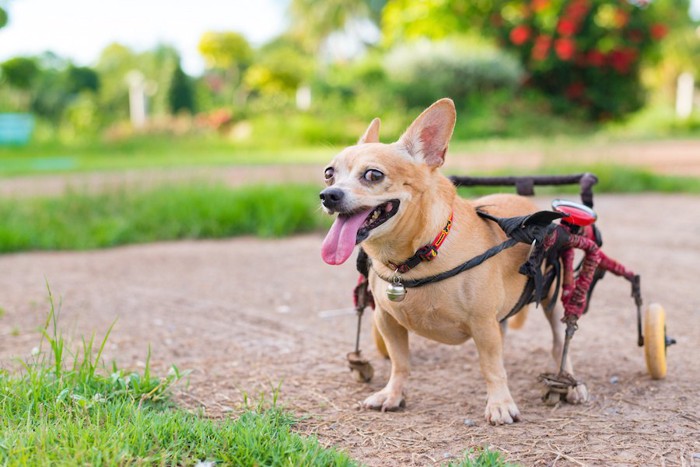 舌を出して立つ車椅子の犬