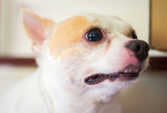 少し口を開けた犬の顔アップ