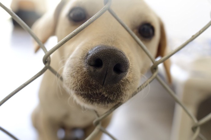 フェンスから鼻を出す犬