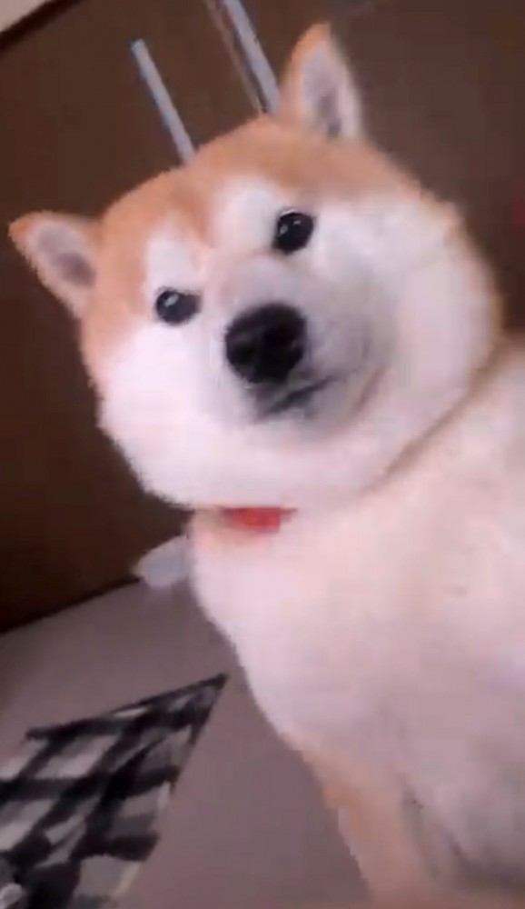 カメラをじっと見つめる犬