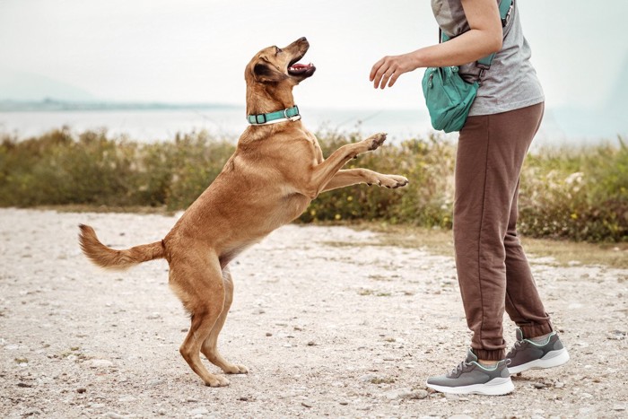 飼い主にしっぽを振る犬