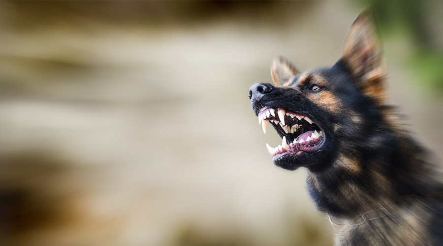 吠えている犬