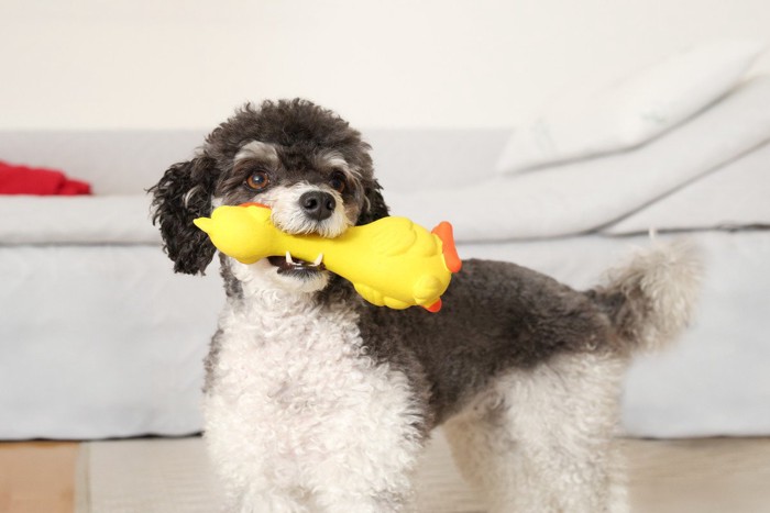 おもちゃをくわえた白黒の犬