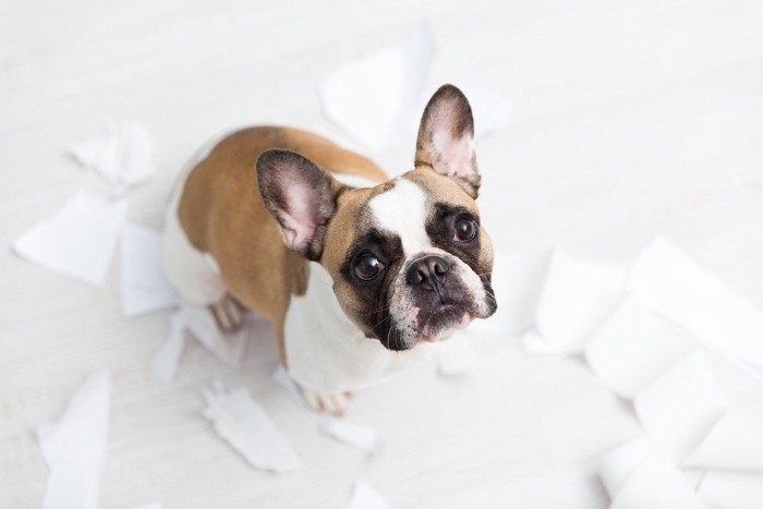 トイレっとペーパーを散らかして見上げる犬