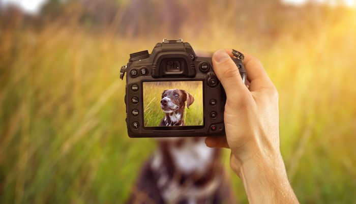 カメラを構える人の手と犬