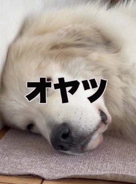 オヤツと言ってみると…