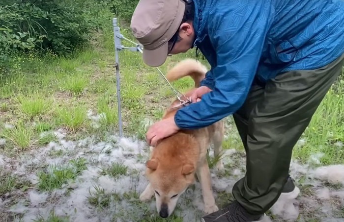 顔を下げた犬