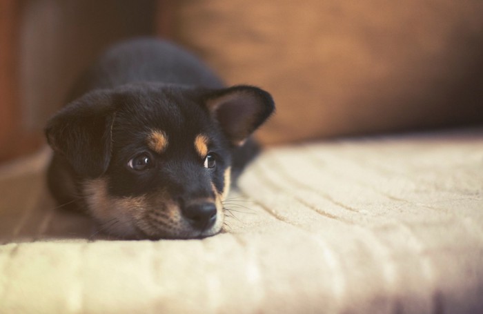 悲しげな表情で伏せる黒柴の子犬